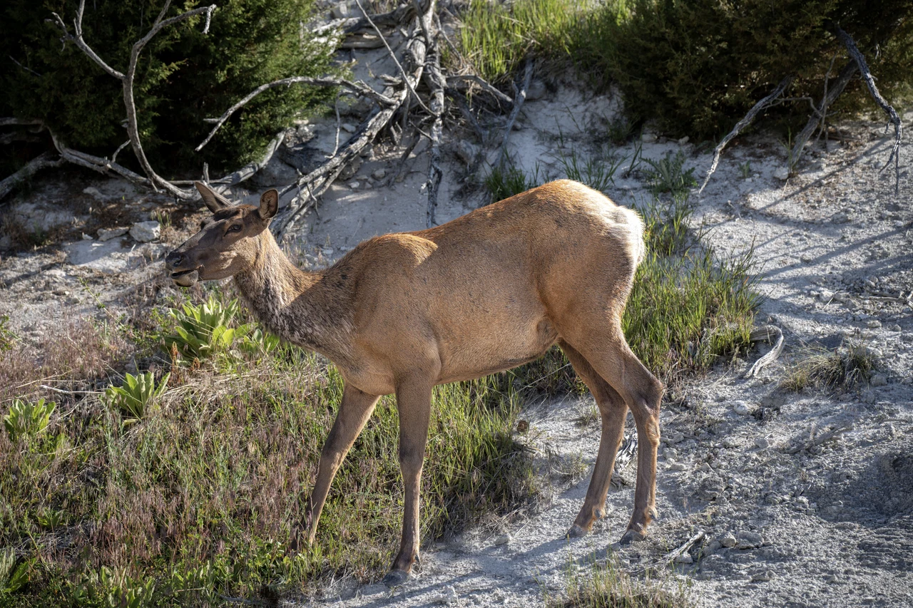 Waipiti (Yellowstone NP) / Wyoming 