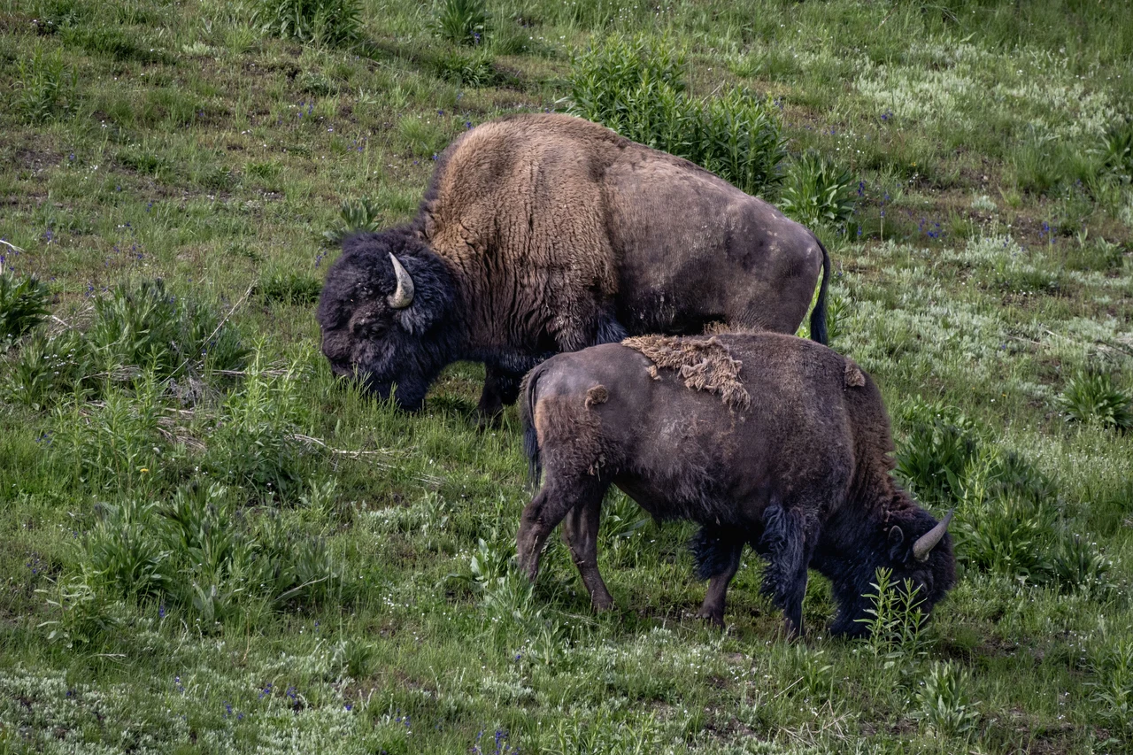 Bisons (Yellowstone NP) / Wyoming 