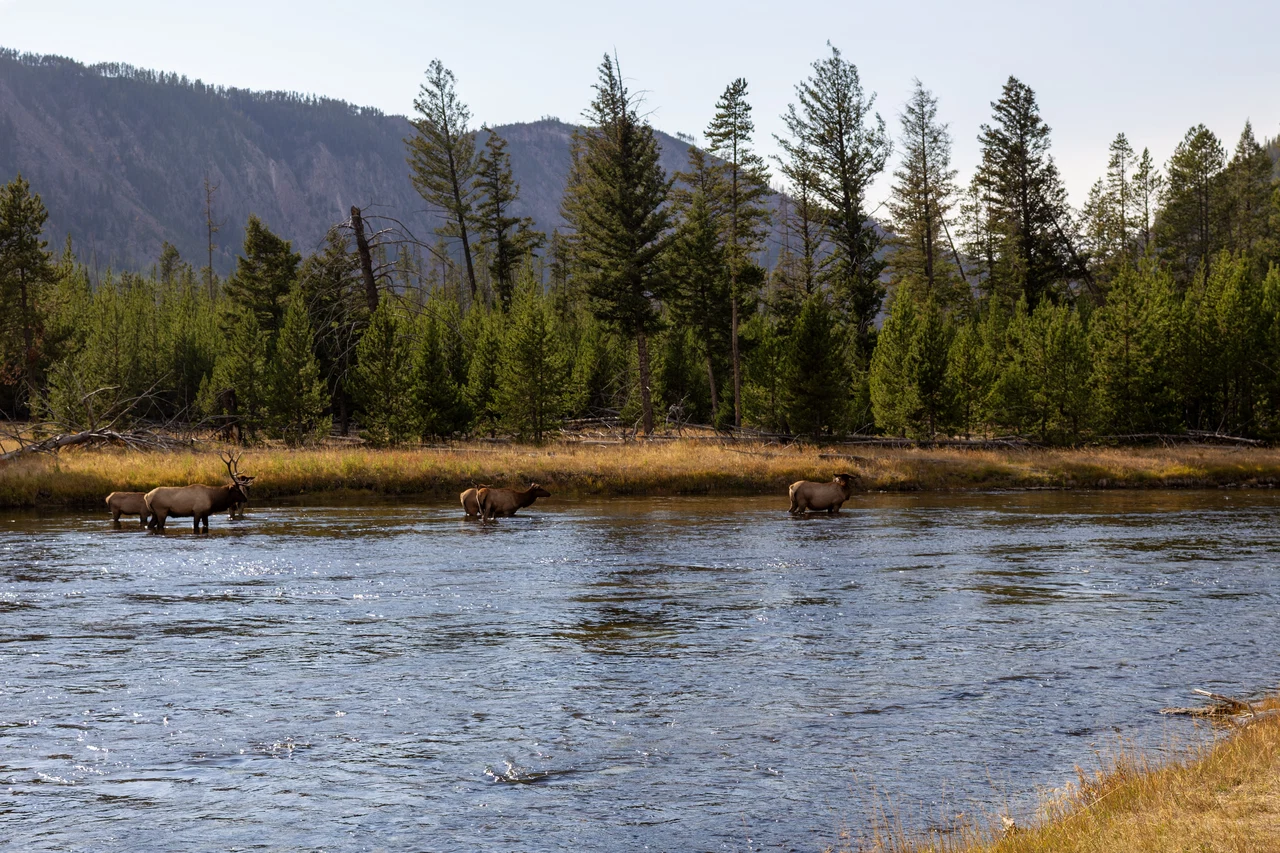 Waipiti (Yellowstone NP) / Wyoming