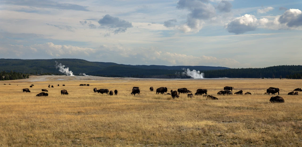 Waipiti (Yellowstone NP) / Wyoming